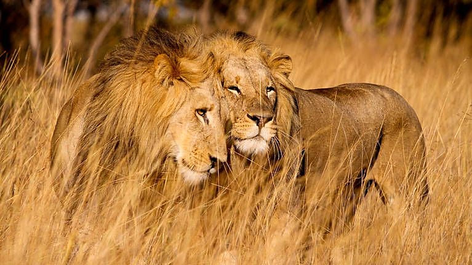 Two lions in tall golden grass in the Zambian bush